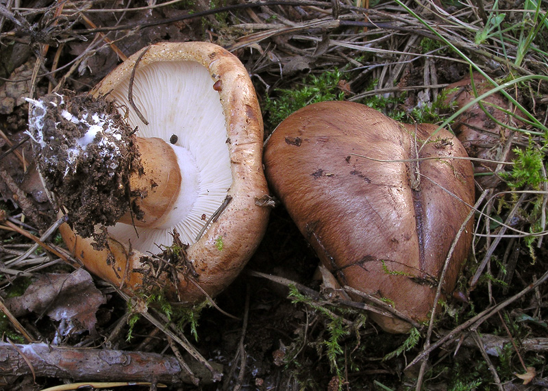 Tricholoma fracticum